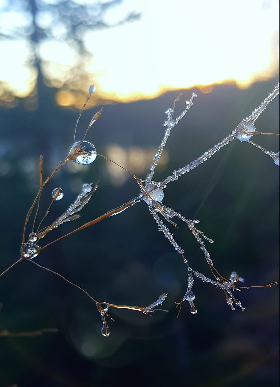 frosty, ice, drop, nature, frozen, autumn, focus on foreground HD wallpaper