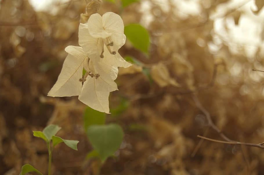 Bougainvillea, White, Flowers, Sepia, visual, effects, graphics