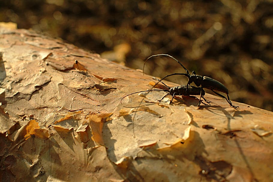 beetle-barbel, pine, insects, animal wildlife, animal themes HD wallpaper