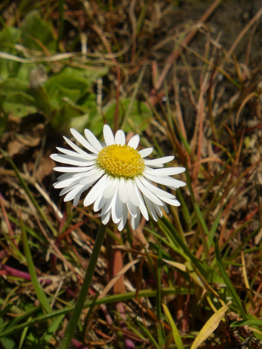 daisy, weed, nature, flower, summer, plant, meadow, grass, close-up HD wallpaper