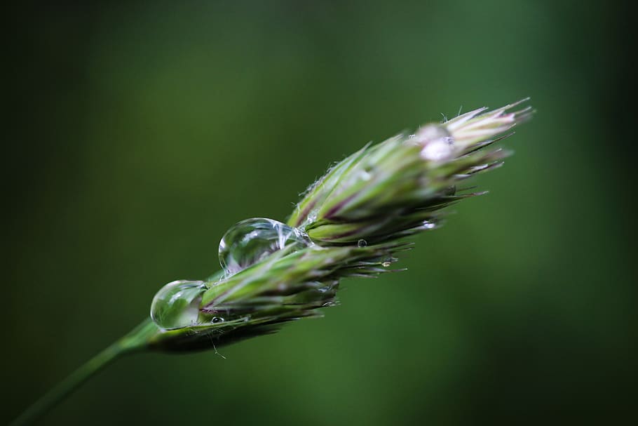 nature, plant, rain, green color, close-up, growth, no people HD wallpaper