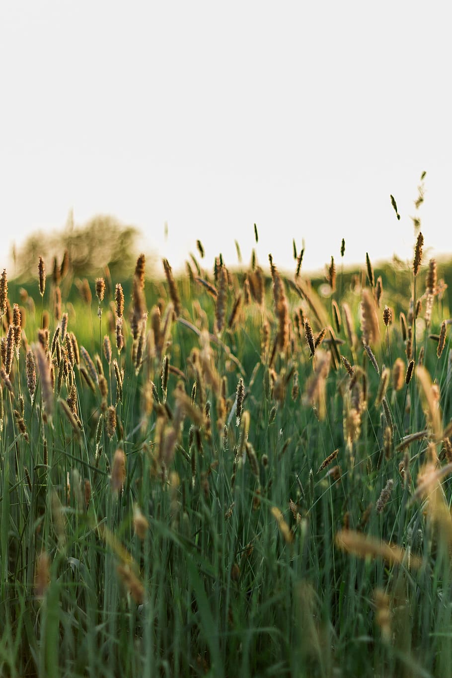 yellow plant, bokeh shot of grass, macro photography, wheat, field HD wallpaper