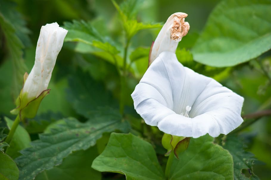 bindweed, blossom, bloom, bud, farmland-winds, white, wind greenhouse, HD wallpaper