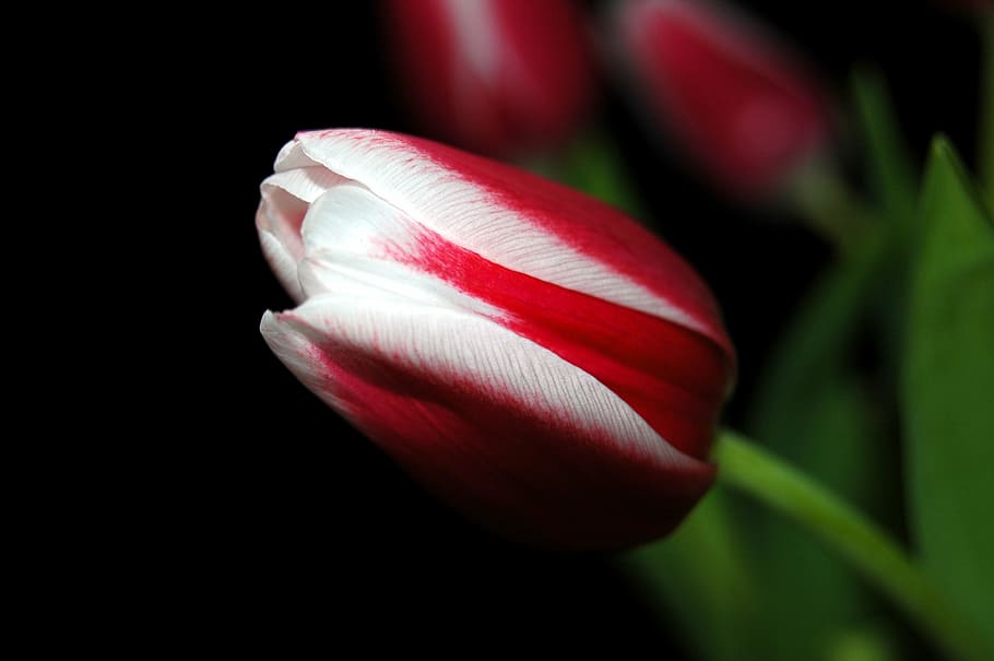 tulip, flower, spring, nature, flora, light, plant, red, petal HD wallpaper