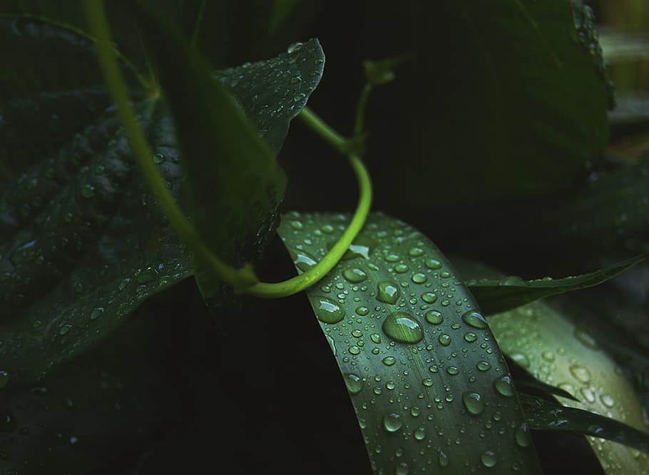 wet green linear plant, leaf, nature, raindrops, water, freshness HD wallpaper