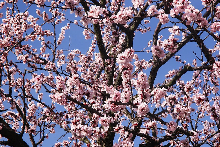spring flowers, branches, pink flower, pink Color, tree, springtime HD wallpaper