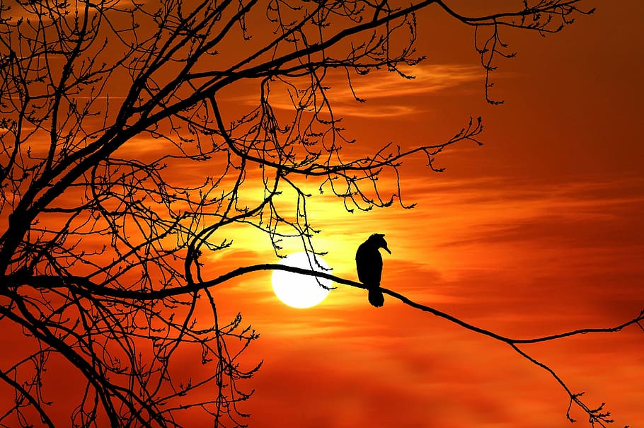 silhouette of bird perched on tree, cormorant, sunset, nature, HD wallpaper