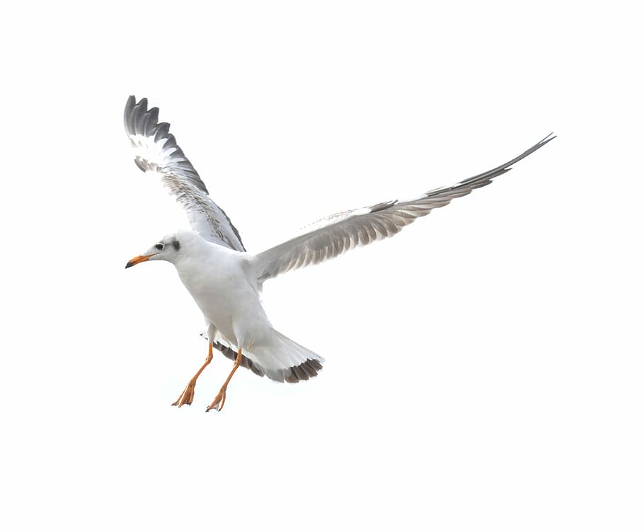 Seagull, Flying, Beach, White, Background, white background HD wallpaper