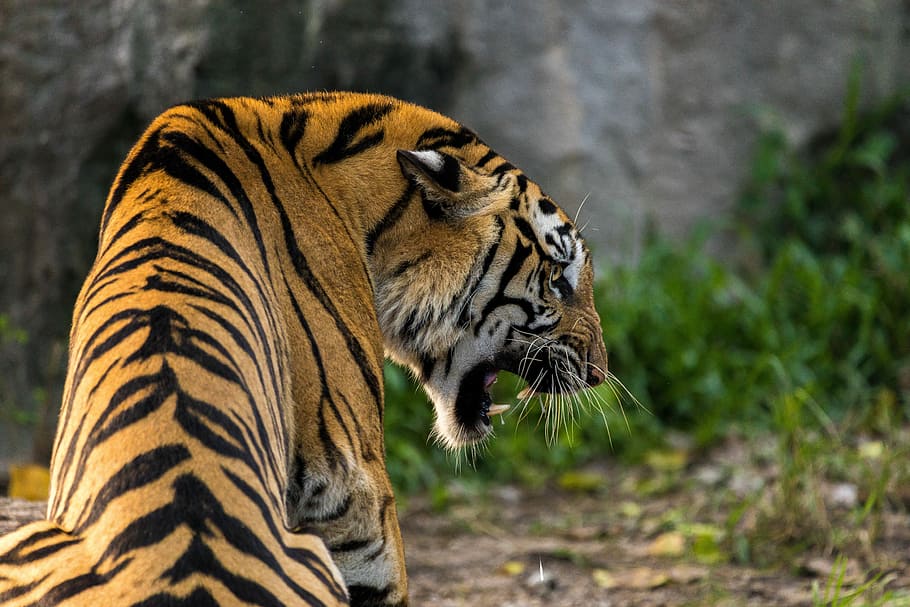 roaring Tiger photography, cat, animal, predator, wild animal, HD wallpaper