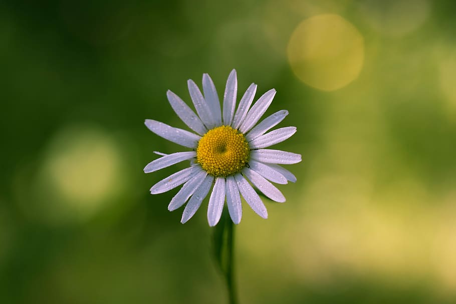 Daisy, Flower, Nature, summer, the finnish nature, fragility HD wallpaper