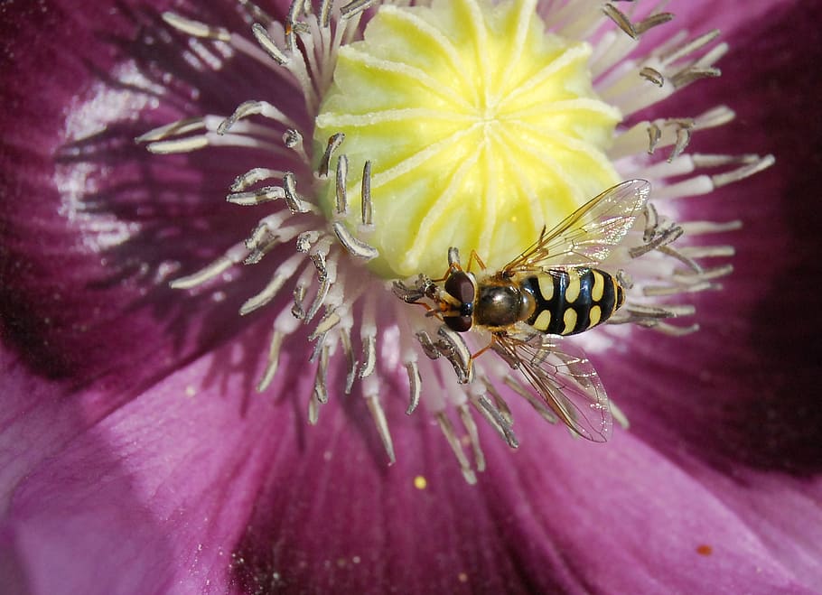 hover fly, insect, close-up, hoverfly, pollen, wings, flower HD wallpaper