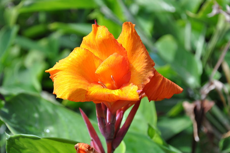 nature, flower, plant, leaf, flowering plant, fragility, vulnerability HD wallpaper