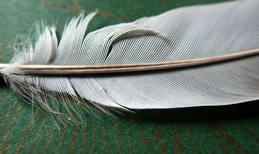 feather, white, bird, plumage, macro, close-up, still life HD wallpaper