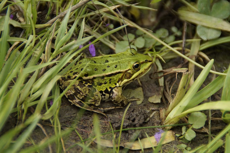 frog, tree frog, grass, meadow, green, amphibian, small, animal HD wallpaper