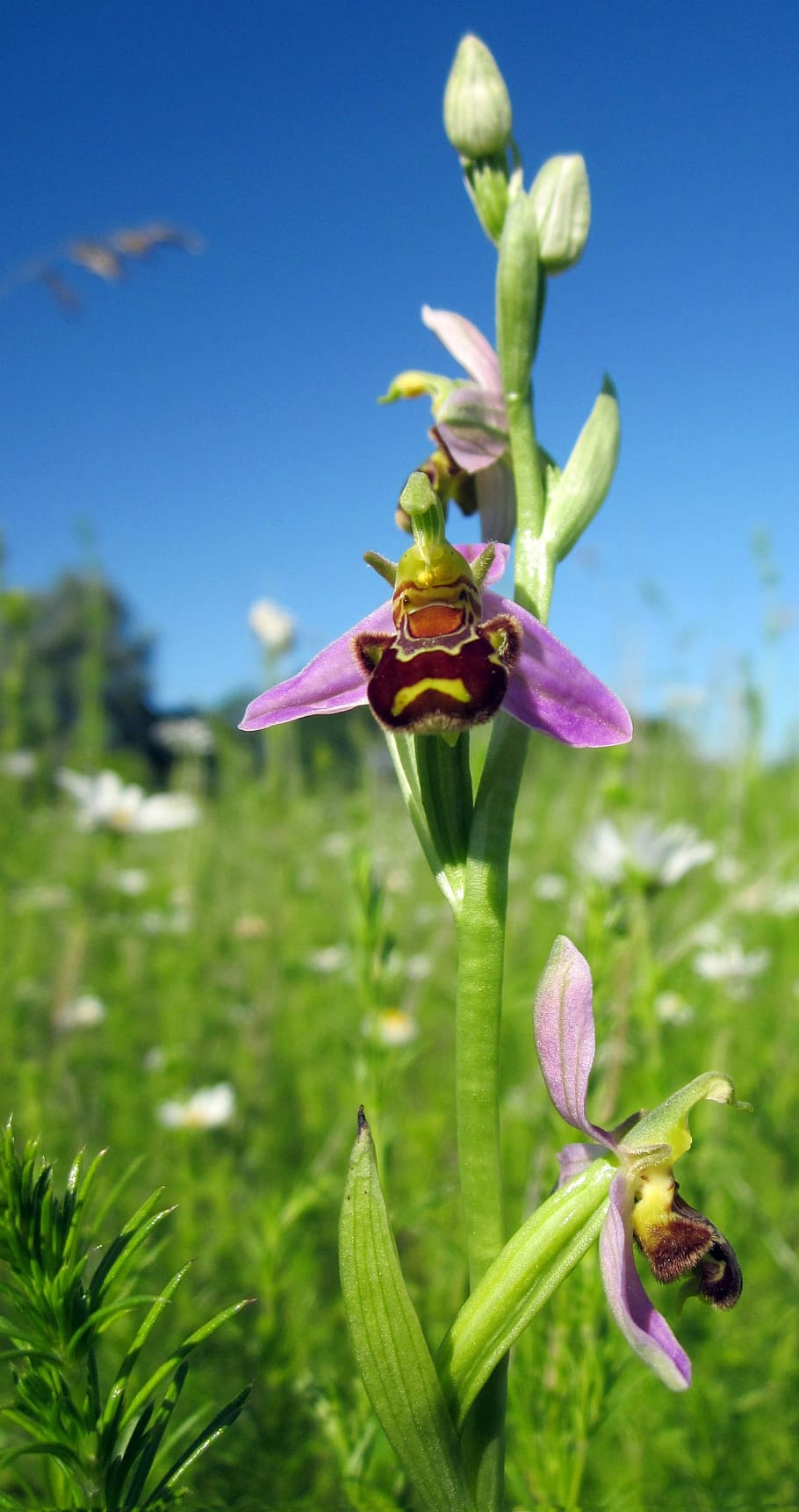 Orchid, Bee, Bee Orchid, Wild, Nature, Flower, plant, flora