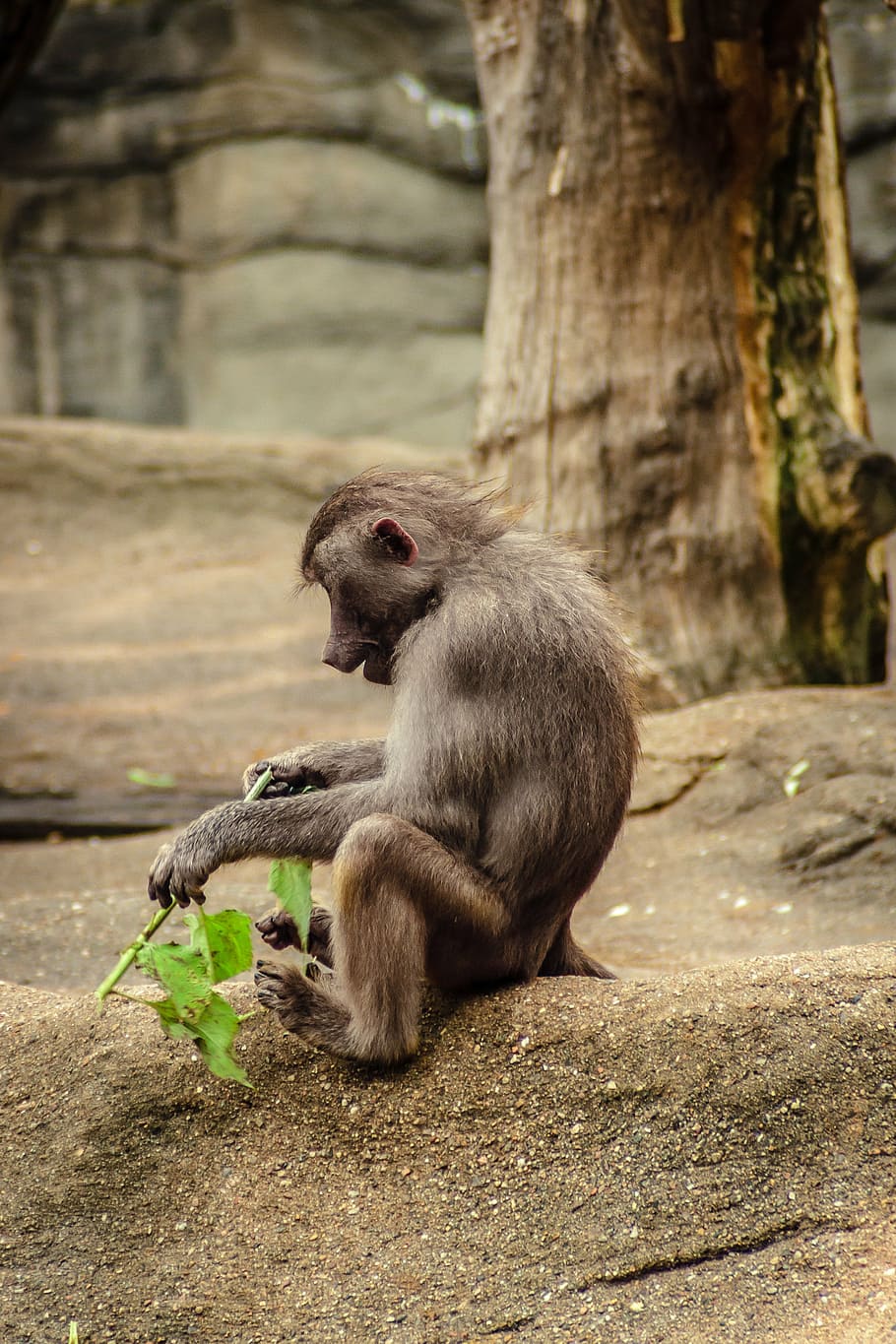 baboon, papio, hamadryas, monkey, old world monkey, primates HD wallpaper