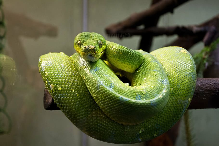 green snake on tree, green tree python, macro, close, reptile HD wallpaper