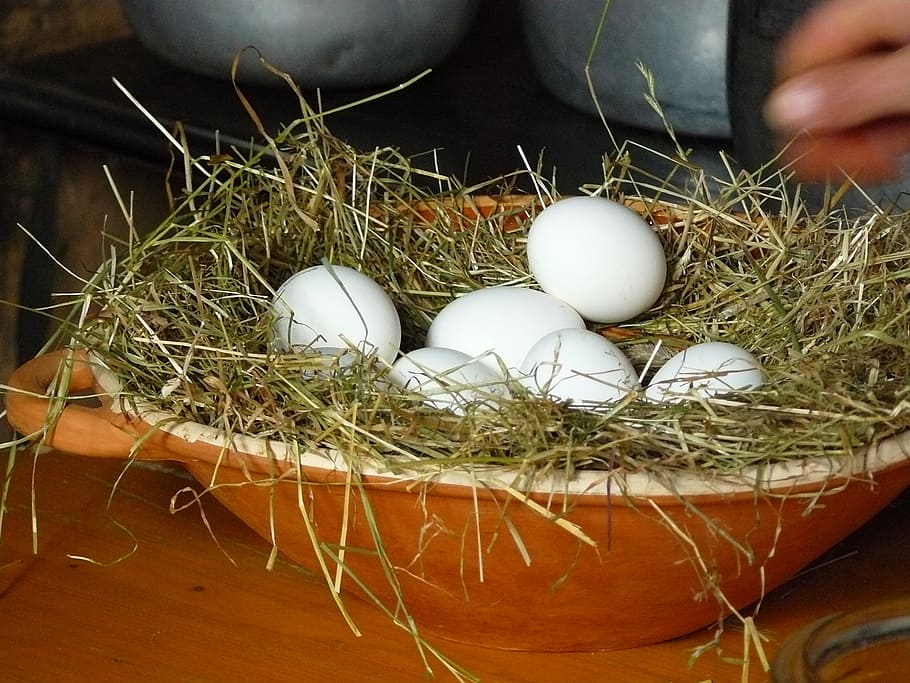 poultry eggs on nest, chicken eggs, white eggs, eggs on straw HD wallpaper