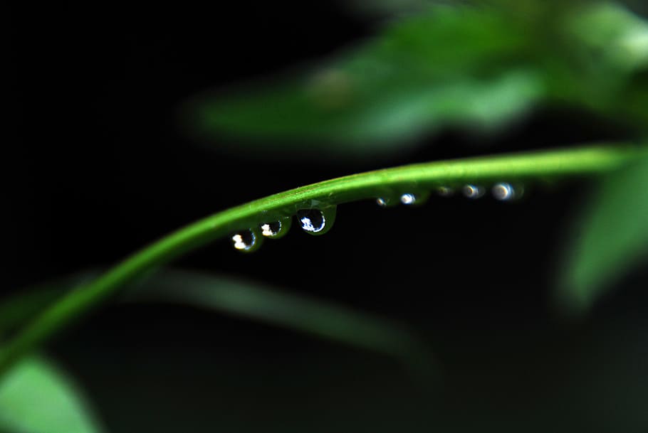 leaf, green, drop, rain, green leaf, nature, plant, environment HD wallpaper