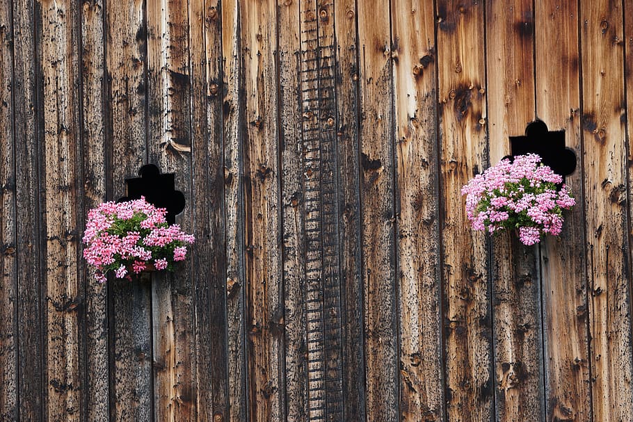 flowers, summer, geranium, flowering plant, wood - material HD wallpaper