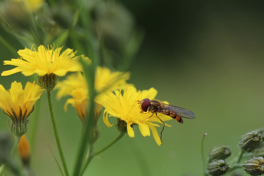 hoverflies, porcelle, asteraceae, flowering plant, invertebrate HD wallpaper