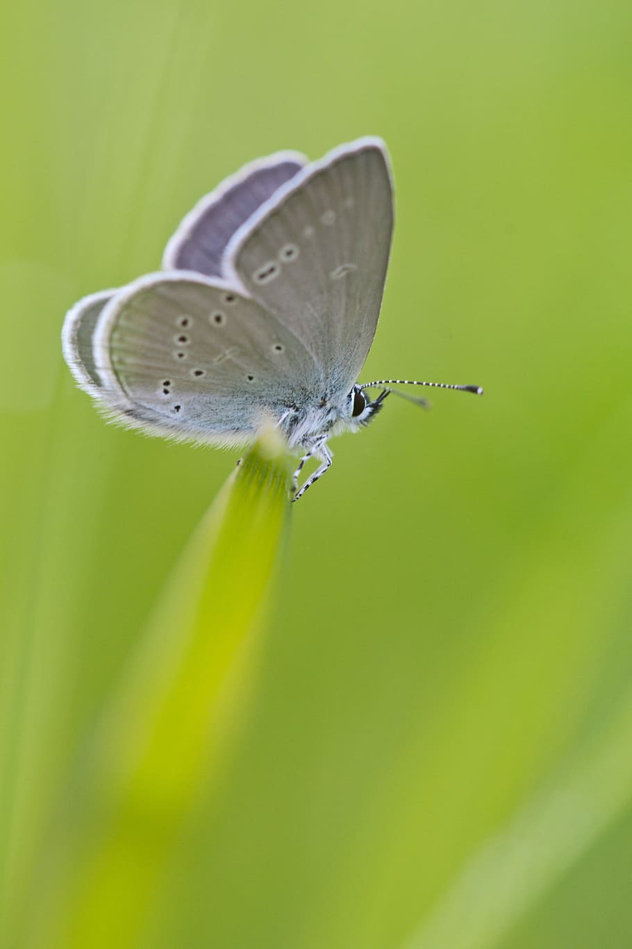 Gray White Moth Perched on Green Grass, bug, butterfly, close-up HD wallpaper