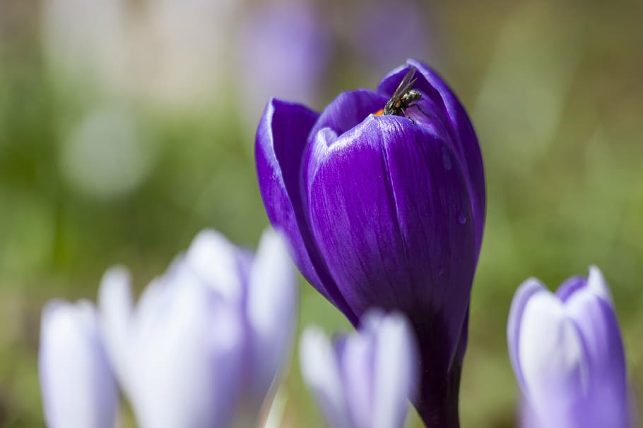purple crocus flower in selective focus photography, schwertliliengewaechs