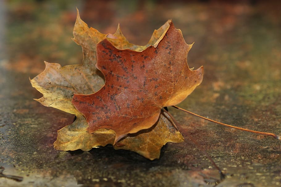 maple leaves, fall, autumn, nature, season, foliage, october HD wallpaper