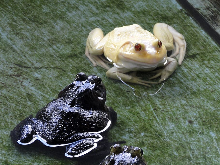 Frog, Albino, animal themes, one animal, high angle view, animal wildlife HD wallpaper