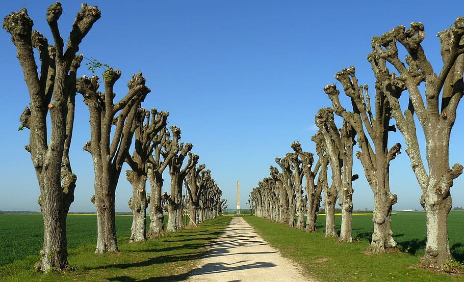 France, Trees, Cut, Summer, Spring, landscape, lane, path, trail HD wallpaper