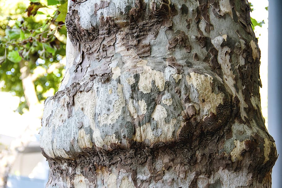 tree, structure, pattern, wood, grain, bark, tree bark, nature HD wallpaper