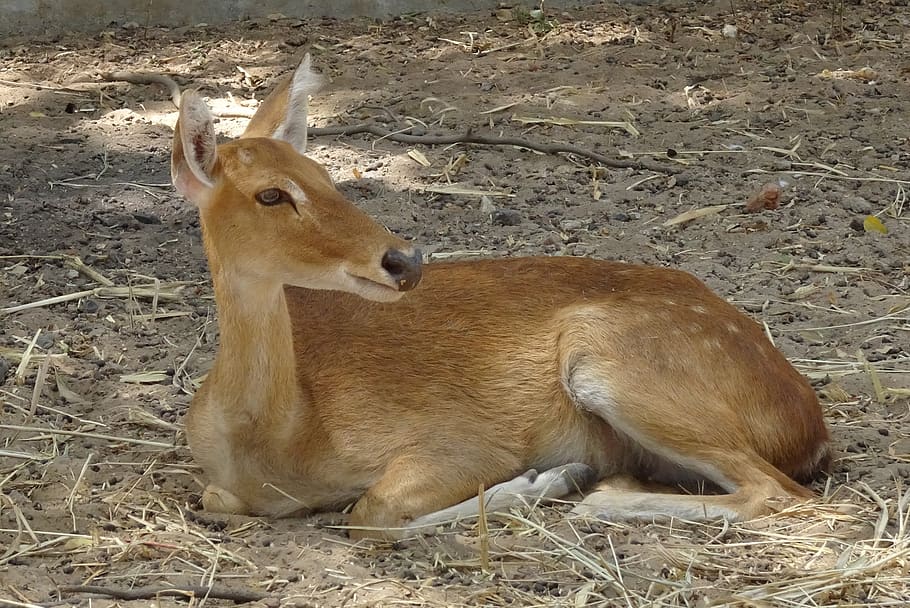 deer, sangai, eld's deer, female, rucervus eldii eldii, endemic