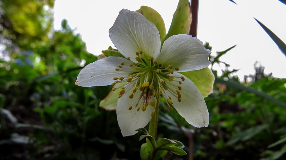 flower, macro, nature, spring, meadow flower, hellebore, plant HD wallpaper