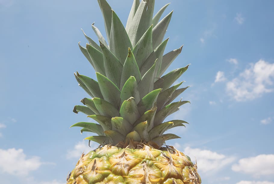 pineapple fruit over blue and cloudy sky, pineapple during day HD wallpaper