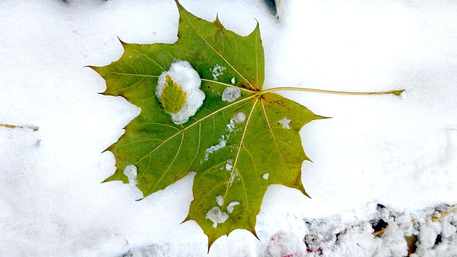 autumn, the first snow, maple leaf, plant part, nature, no people HD wallpaper