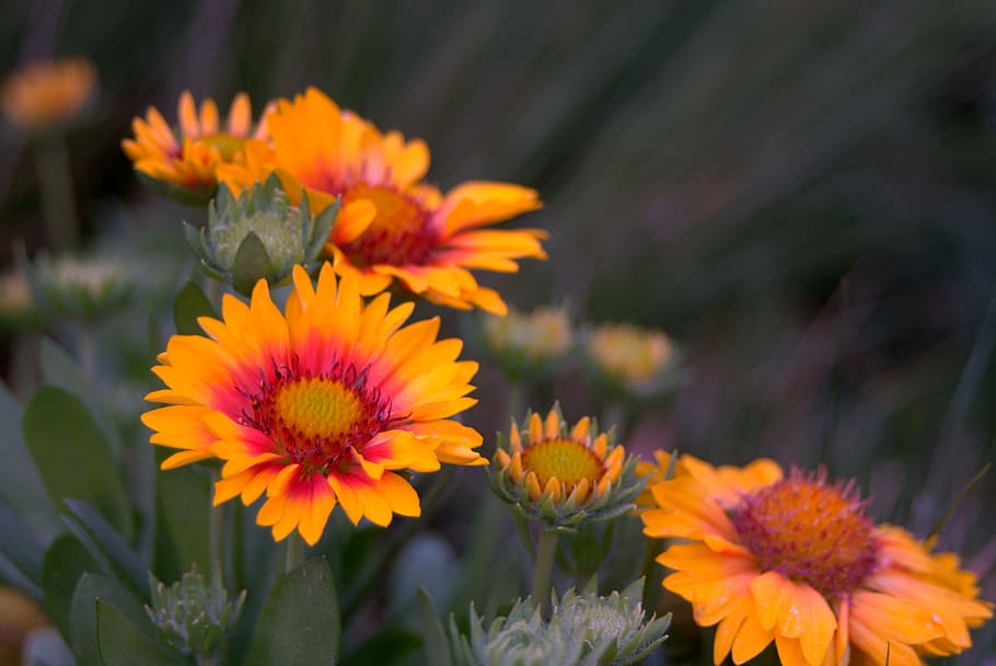 yellow, flower, astra, tiny, aster, a typical, yellow flower HD wallpaper