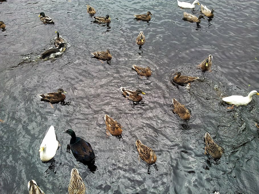 animal, bird, duck, ducks, fowl, group, lake, mallard, outdoors HD wallpaper