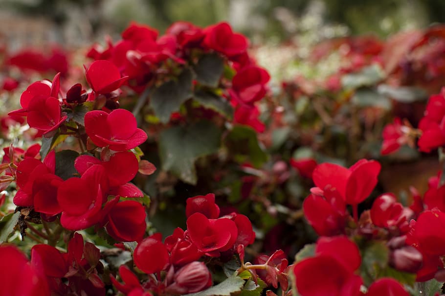 flowers, red, botany, bloom, floral, natural, blossom, flowering plant HD wallpaper