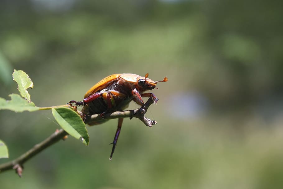 beetle, wildlife, bug, small, colorful, antennae, thorax, entomology HD wallpaper