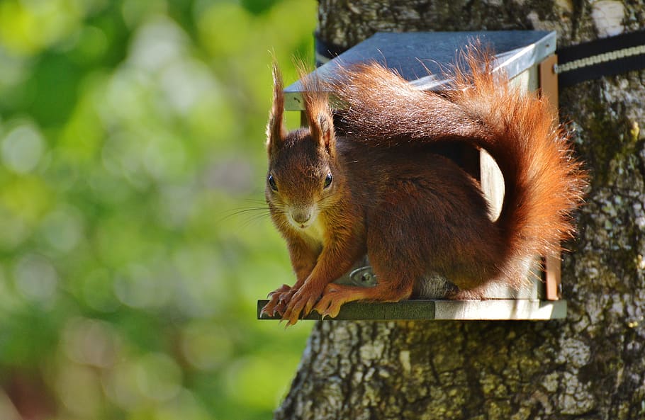 squirrel, nager, cute, nature, rodent, climb, garden, eat, brown HD wallpaper