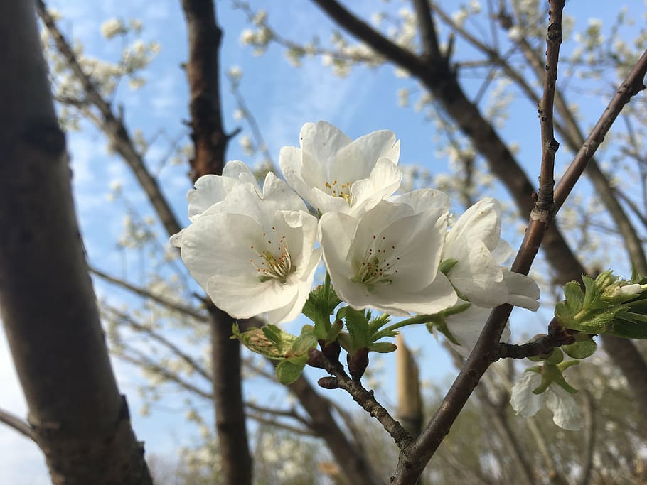 cherry blossom, spring, flowers, nature, tree, branch, petal HD wallpaper