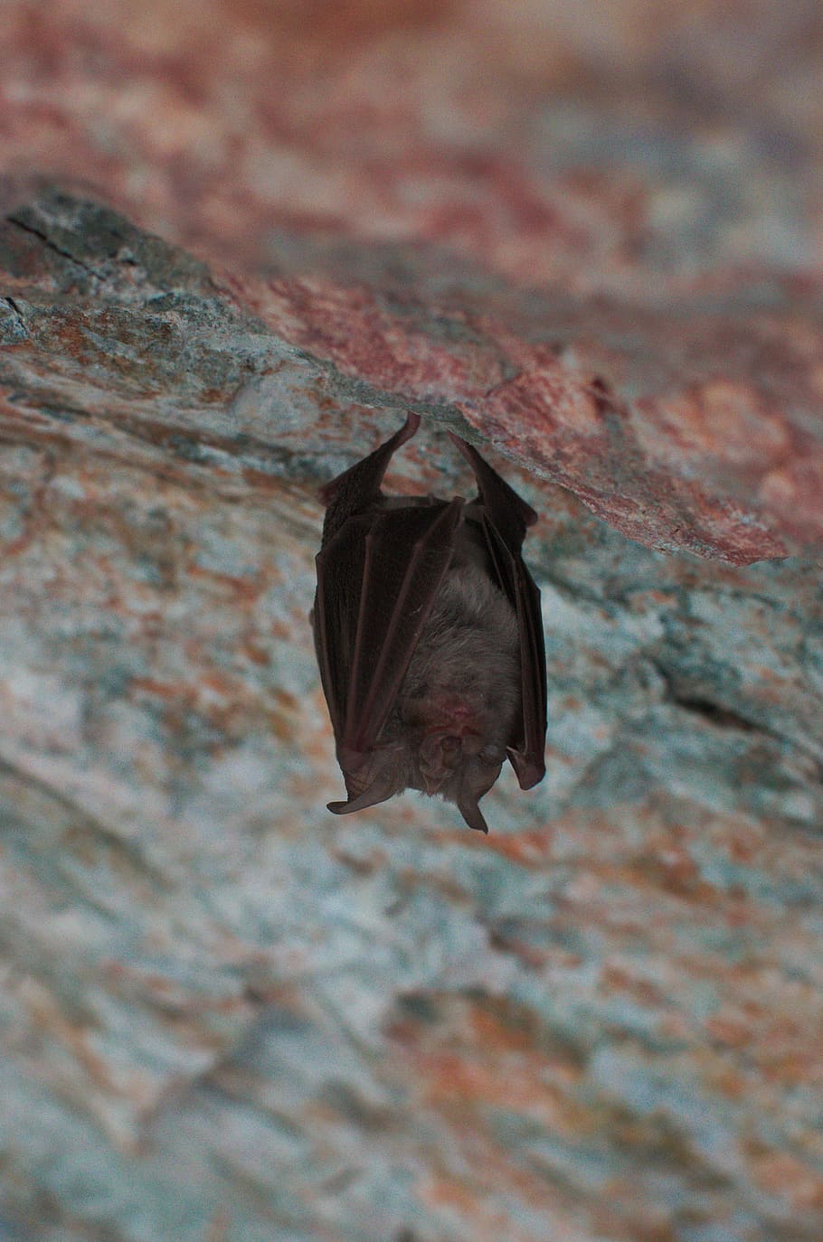 bat, sleep, animal, nature, insect, animals in the wild, animal themes HD wallpaper