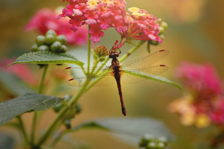 Dragonfly, Nature, Wings, Insect, wildlife, natural, summer HD wallpaper