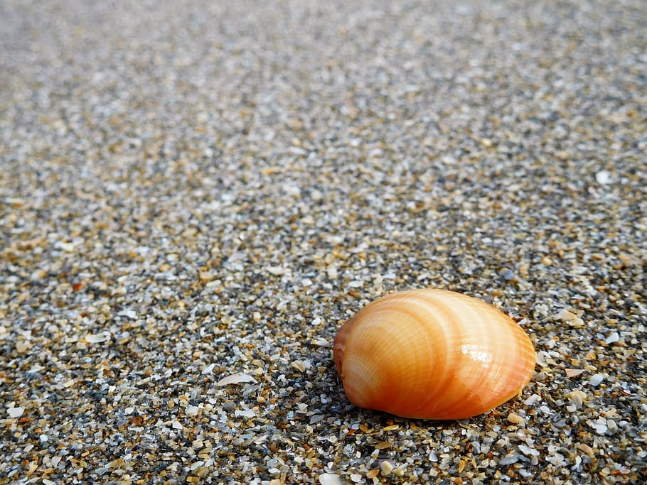 shell, sand, beach, seashell, seashore, animal Shell, nature HD wallpaper