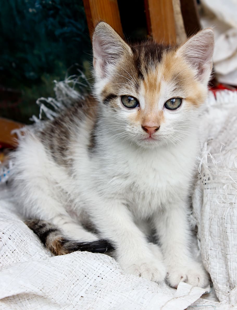Kitten, Pets, Animal, Cat Eye, domestic cat, tabby kitten, domestic animals HD wallpaper