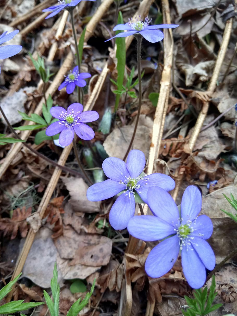 spring flower, blue flower, nature, blossom, field, flowering plant HD wallpaper