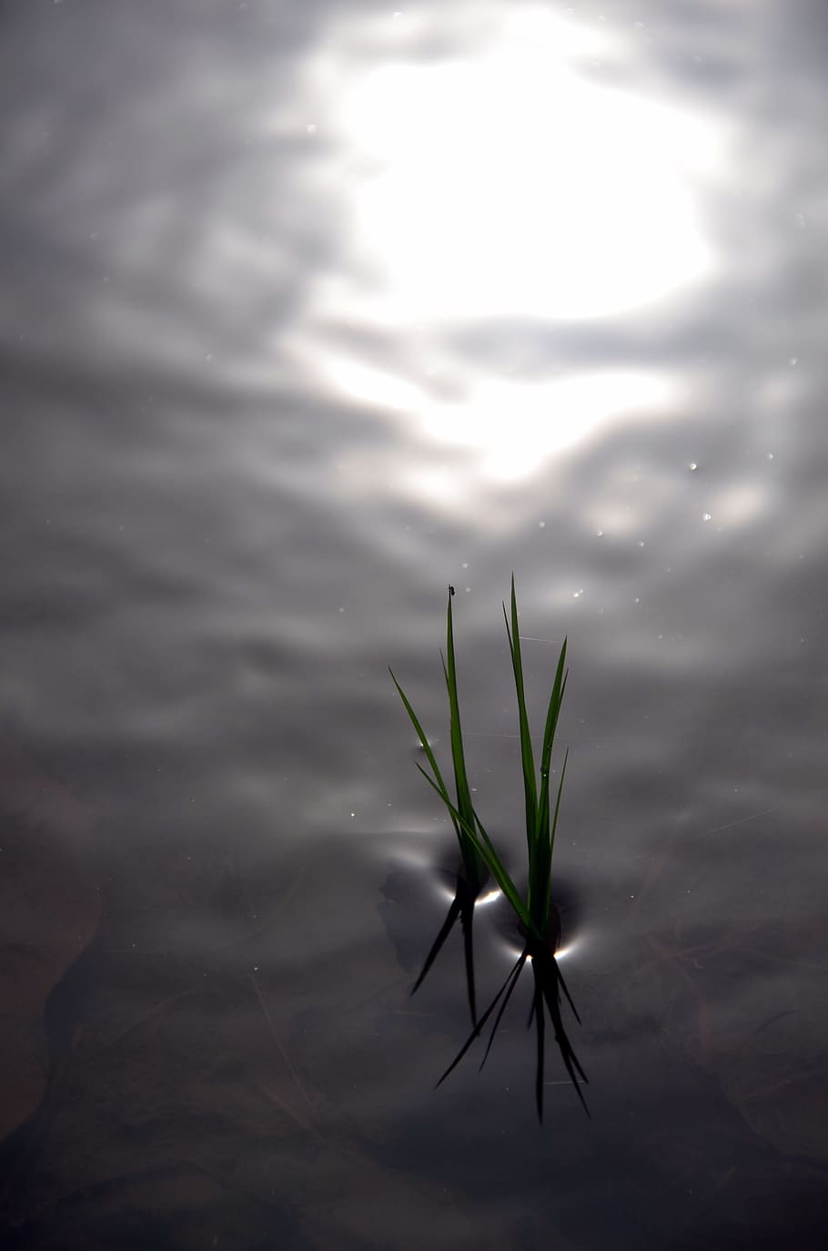 rice, rice field, reflections, water, light reflections, irrigation HD wallpaper