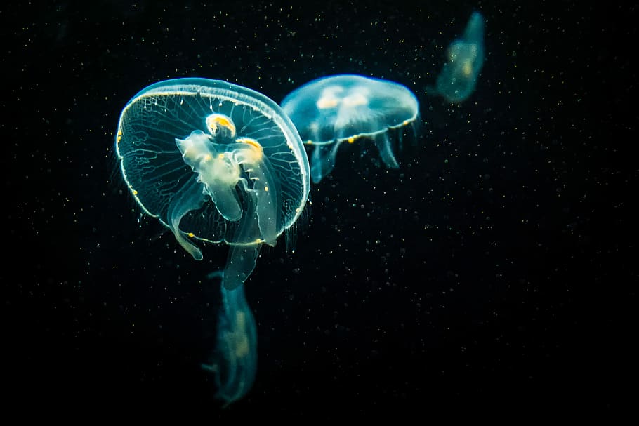 jellyfish on black background, blue jelly fishes, water, micro organism