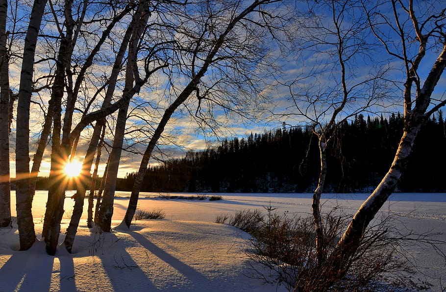 snow covered forest under cloudy sky during daytime, winter landscape HD wallpaper