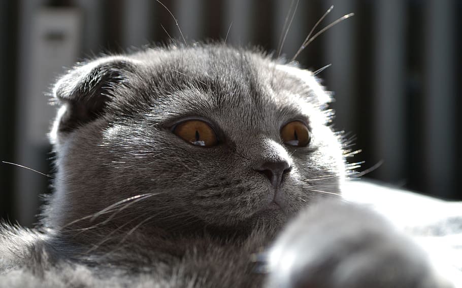 Cat, Kitten, Pet, Cute, Sweet, mieze, adidas, young cat, cat's eyes HD wallpaper